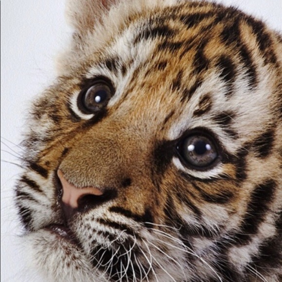Poshmark profile picture for @illegitimate